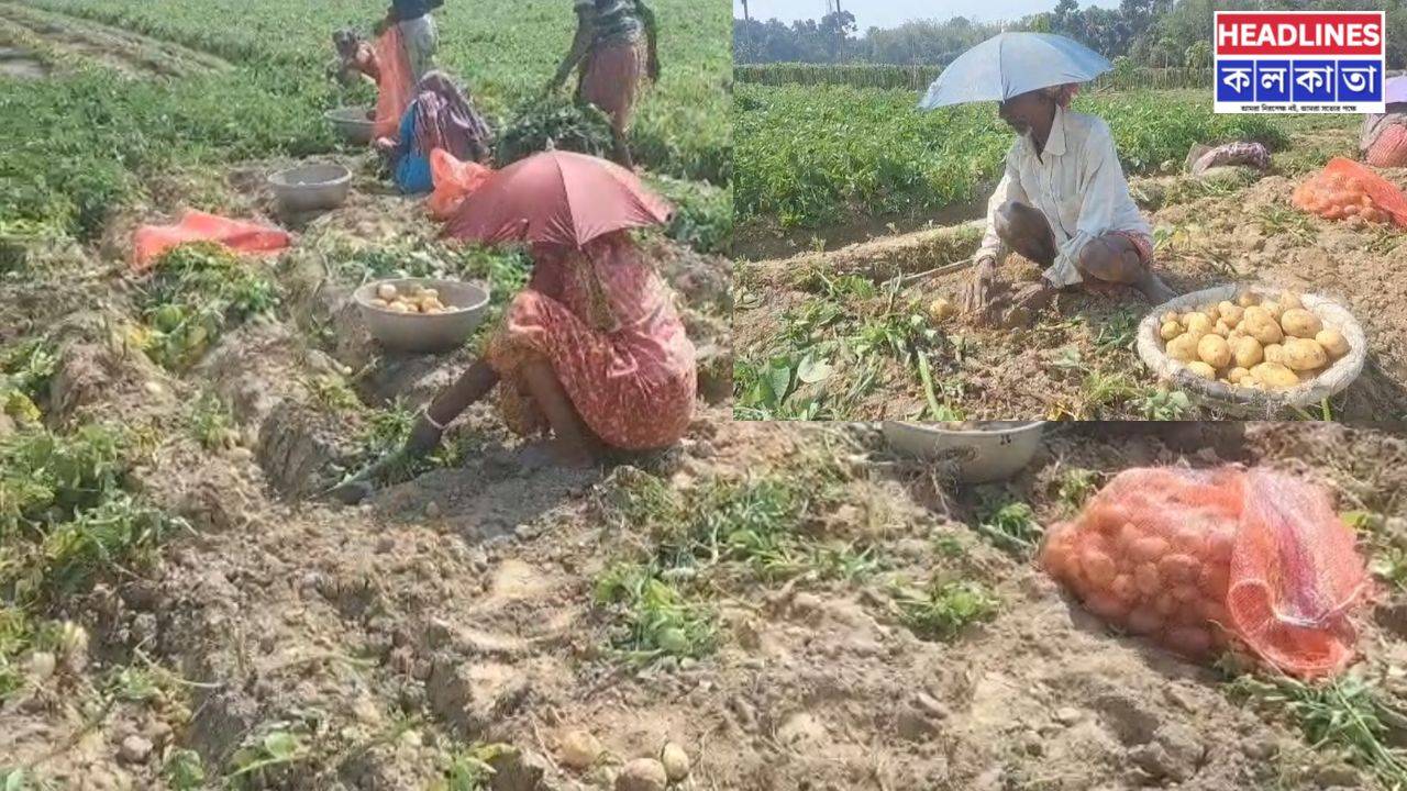 আলুর দাম নেই, বাড়ছে সারের খরচ: পূর্বস্থলীতে মাথায় হাত আলু চাষিদের