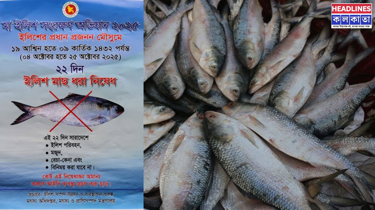 নিষেধাজ্ঞা সত্ত্বেও দেদার চলছে ইলিশ শিকার!
